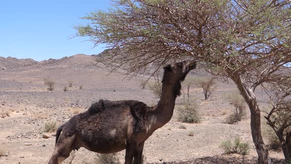 Wild dromedary camel eating from a tree 