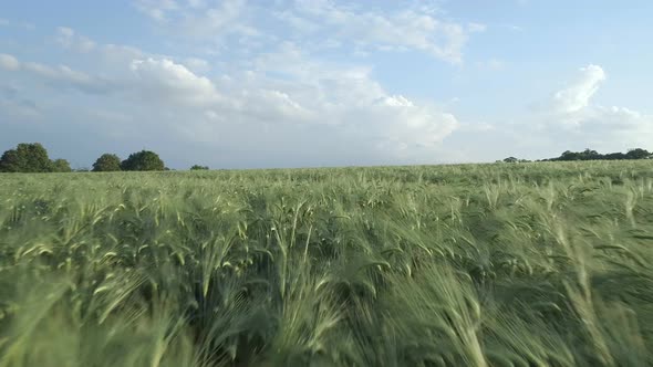 Large Farm Field of Young Green Barley in the Summer 