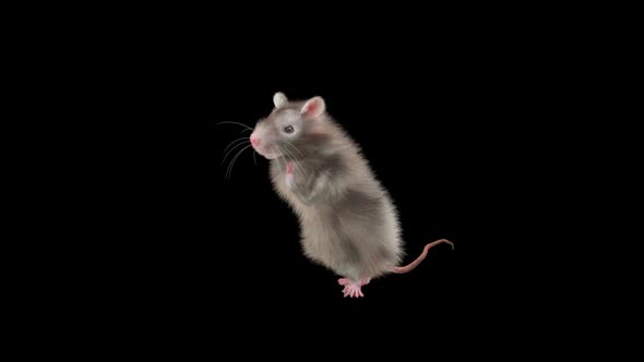 Rat Dancing Hd