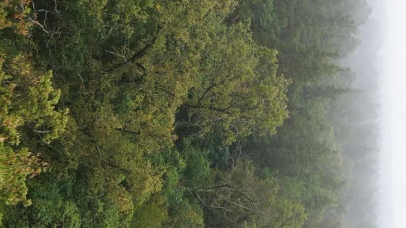 Vertical Video Fog in the Forest Aerial View