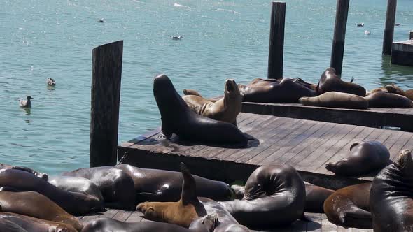 Flock of Seals Enjoying on Sunny Day Laying on Pier of San Francisco Harbor, USA California, Slow Mo