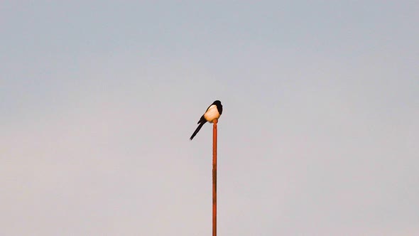 Magpie sitting on a wooden pole in the cold light of a winter sunrise.