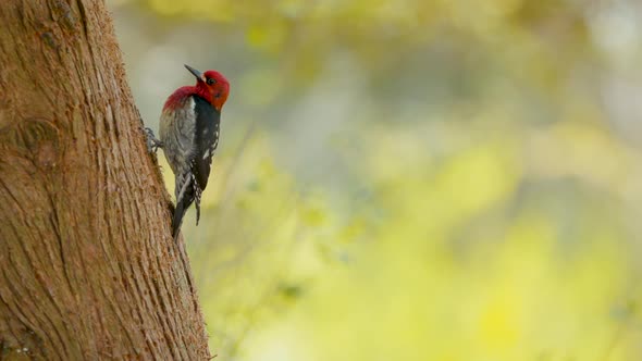 Red Bellied Wood Pecker on a Tree