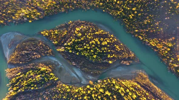 Yellow Larches on Island and Chuya River in Autumn. Aerial View. Altai, Russia