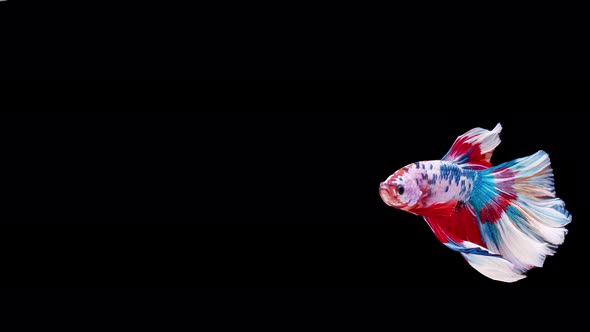 Slow motion of Siamese fighting fish (Betta splendens), well known name is Plakat Thai