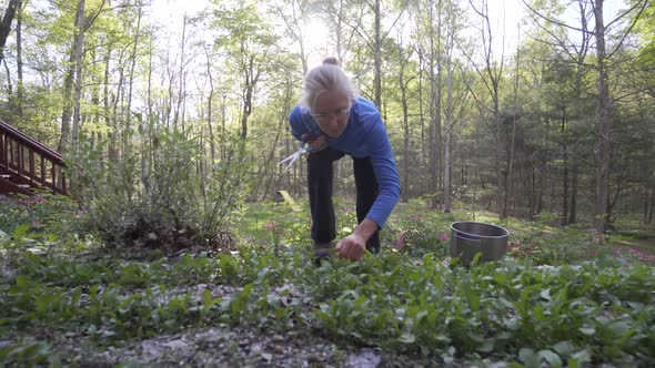 Mature, beautiful woman picking fresh, home grown arugula in a garden. The ultimate farm to table. S