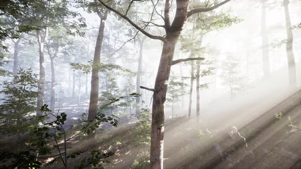 Rising Sun Falls Into the Deciduous Forest on a Foggy Summer Morning alt