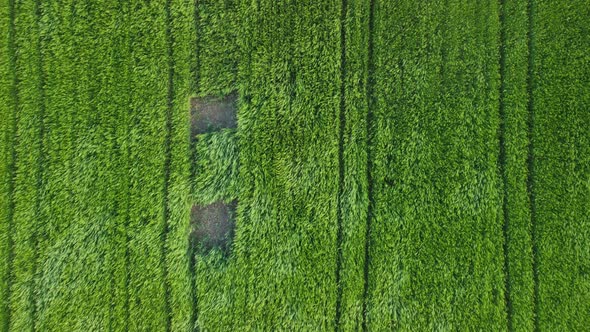 Aerial View on Green Wheat Field in Countryside