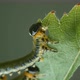 Box tree caterpillars eating a leaf - VideoHive Item for Sale