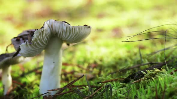 Mushrooms Russula Grows Among the Grass