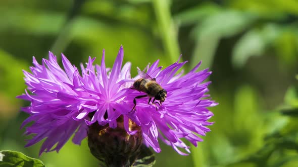 Honeybee Busy in Big Beautiful Flower in Spring Field, Nature Wildlife Shot