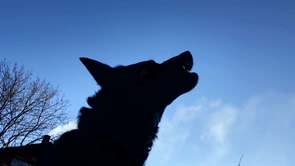 Barking enraged shepherd dog outdoors