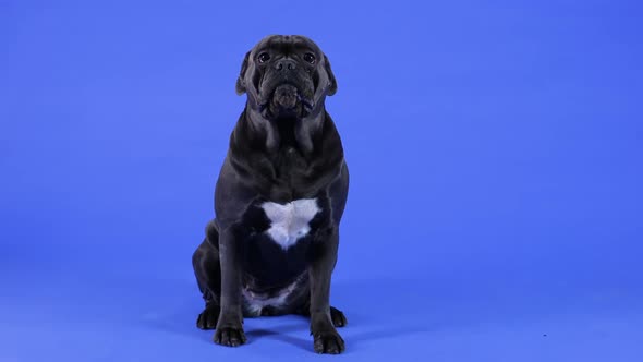 Frontal Portrait of Cane Corso Sitting in Full Length in Studio Against a Blue Background