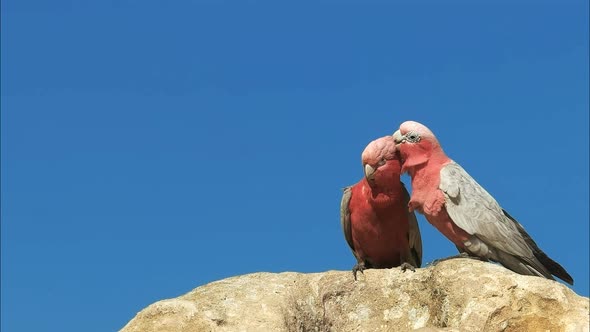 close up of two galahs preening