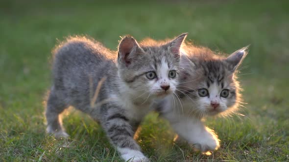 Cute Persian Kittens Walking In The Park