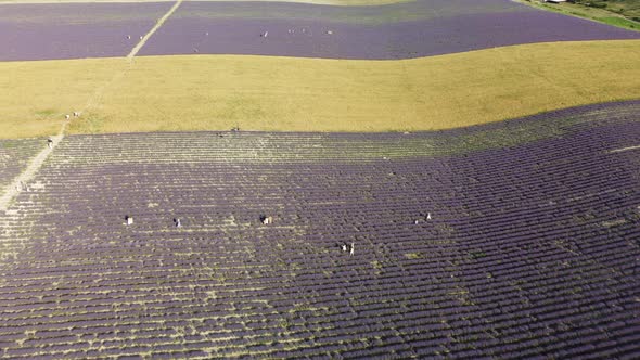 Lavender Scented Fields in Endless Rows with Blooming Flowers Aerial View Drone Purple Field Against