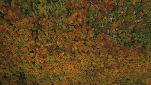 Autumn Forest