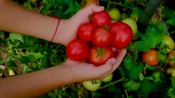 A Child Harvests Tomatoes in the Garden