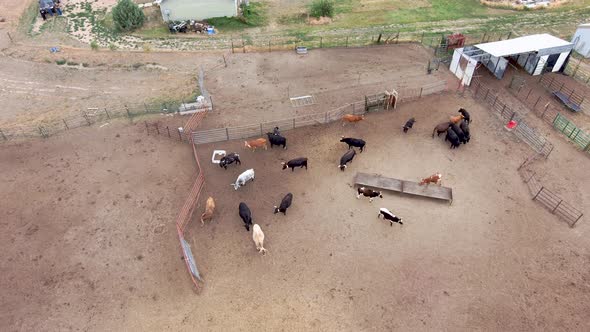 A down drone zoom into a pen of dangerous bulls and steers.