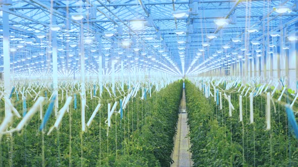 View of Beds with Tomato Plants in Hothouse