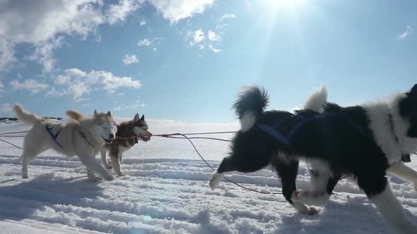 Dogs Harnessed By Dogs Breed Husky Pull Sled with People Slow Motion Video Loop