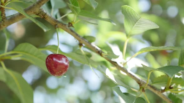 One piece of  Prunus cerasus tasty  fruit on the tree branch close-up 4K 2160p 30fps UltraHD video -