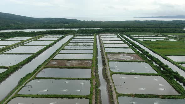 Prawn Fish Farm Aerial