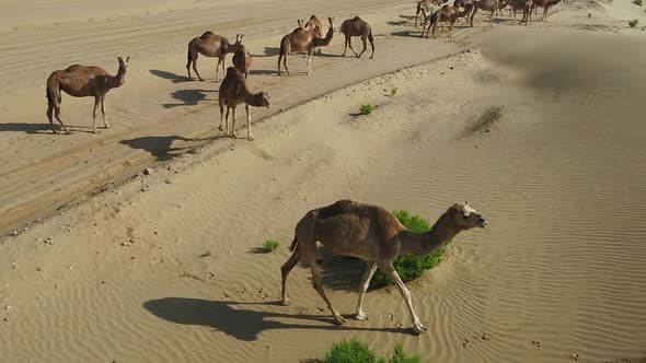 Aerial view of a group of camels in the desert curious with drone, U.A.E.