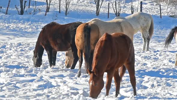 Horses In Winter