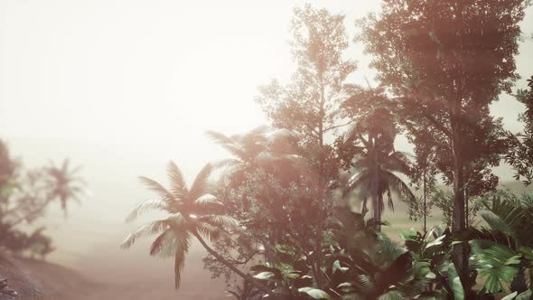 Tropical Palm Rainforest in Fog alt