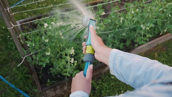 Woman Gardener Watering Hose the Garden in Backyard Firstperson Experience