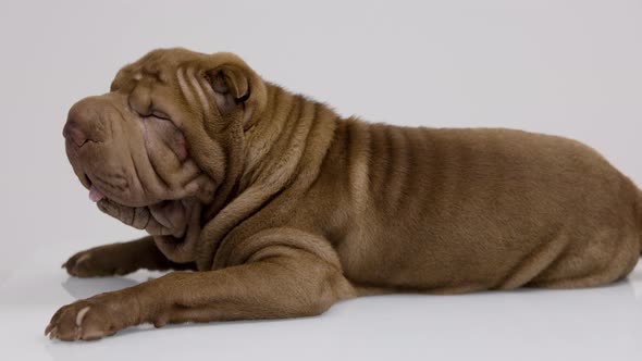 Shar Pei Dog with White Background