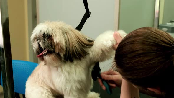 A Shih Tzu Dog Has Its Hair Combed with a Special Comb in a Grooming Salon