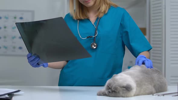 Vet Examining Cat Xray Image