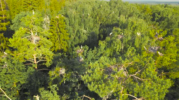 Panorama of Treetops with Nests of Gray Herons