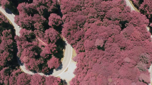 Purple colored trees in a timelapse of driving cars at a double bending road as an impressive top sh alt