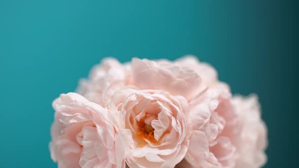 Timelapse of Blooming Pink Peony Bouquet. Flowers Opening Backdrop
