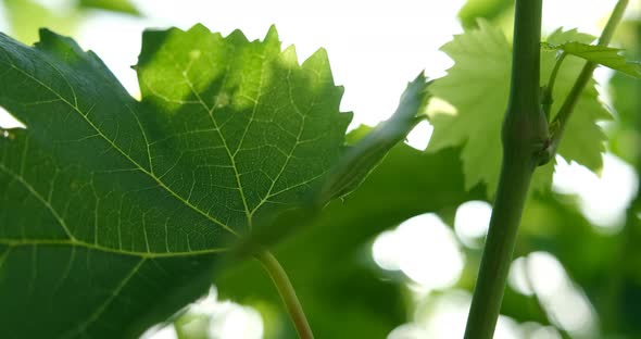 Unripe Green Grape