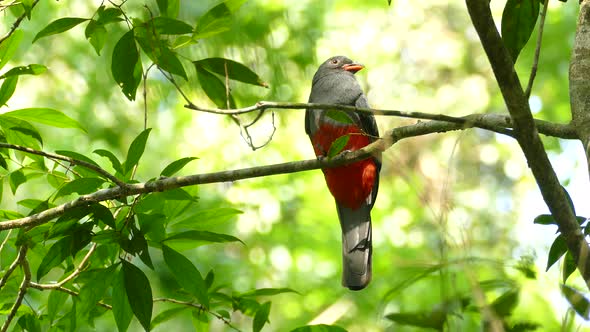 Beautiful tropical bird on tree branch, Panama. Low angle