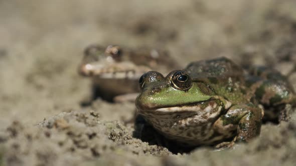 Two Frogs Sit Side By Side on the Sand Near the River Bank. Portrait of Toad