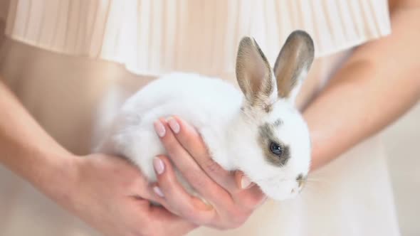 Female Hands Holding Little White Rabbit, Pets Adoption Program, Animals Shelter