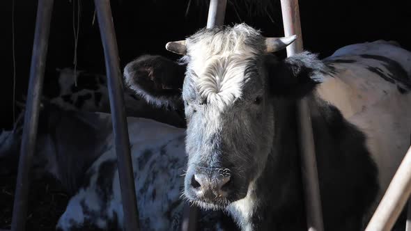 Cow Standing in the Stable. Close Up, Slow Motion.