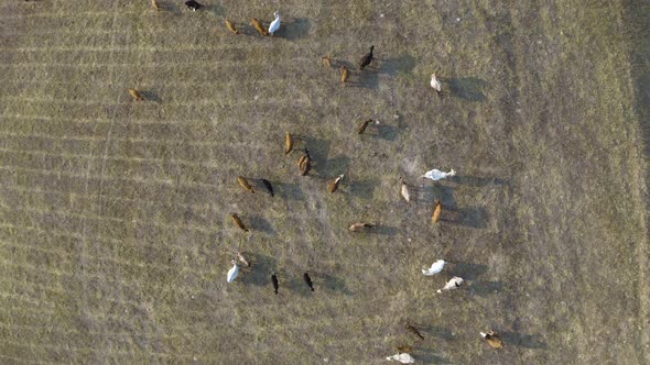 herd of cattle on hill farm grazing dry grass, aerial top down