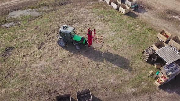 Harvesting apple fruit in orchard. Aerial view of farmers on tractor driving on apple orchard 