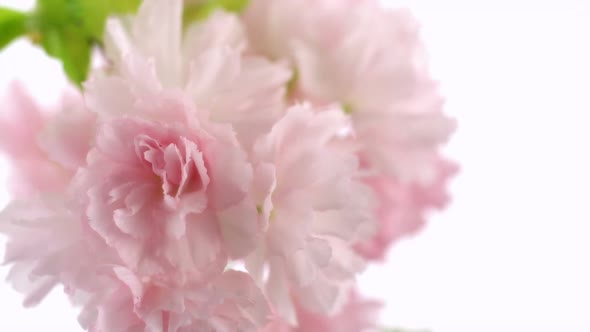 Cherry blossom with water drop, Slow Motion alt