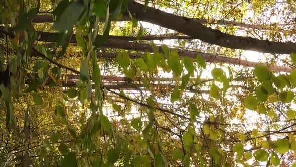 Vertical Video of an Autumn Forest During the Day in Ukraine