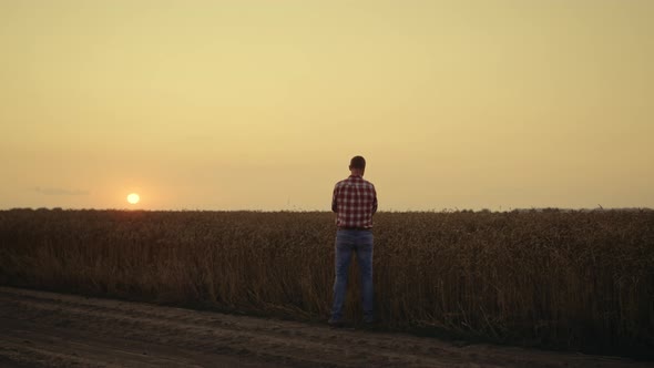 Farmer Silhouette Check Grain Quality at Sunset Country Field