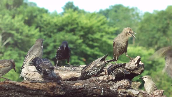 Common starlings squabbling at a feeding station with trees in background