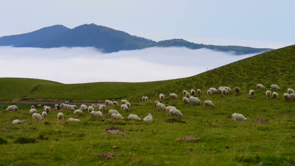 Flock of sheep grazing in the mountain