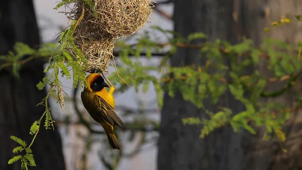 Lesser Masked Weaver, ploceus intermedius, Male standing on Nest, in flight, Flapping wings